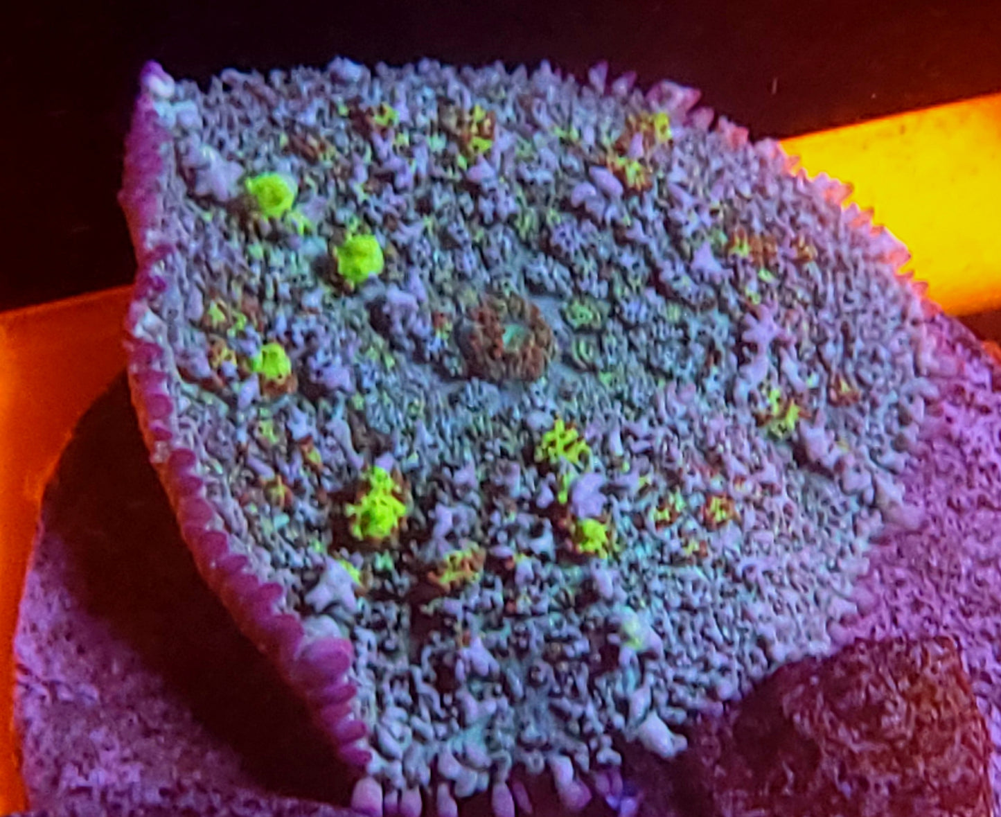 Circus bounce mushroom