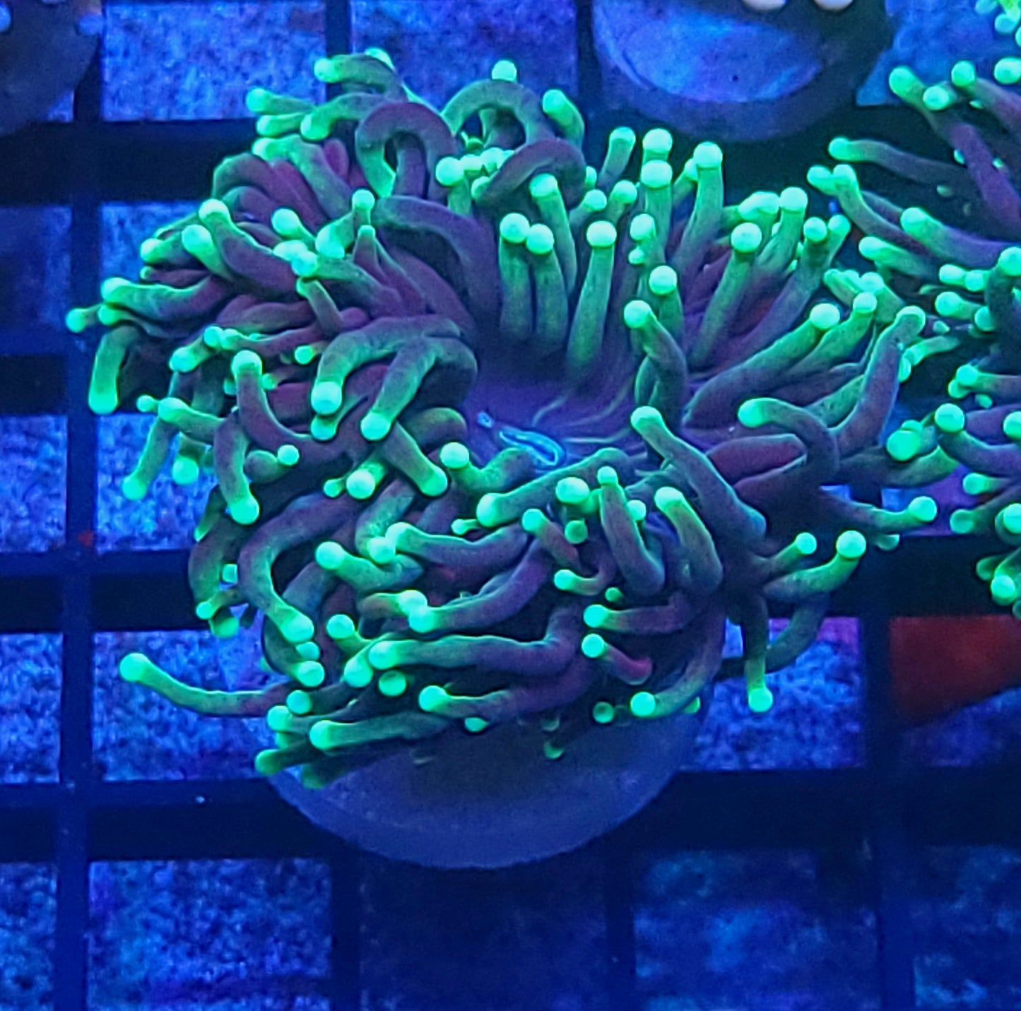 Aussie Torch