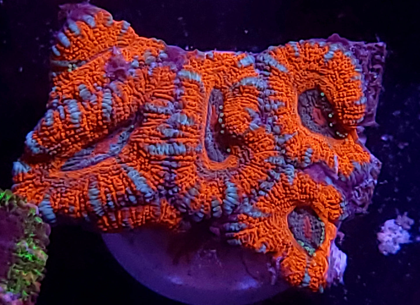 DBC blue lace micromussa