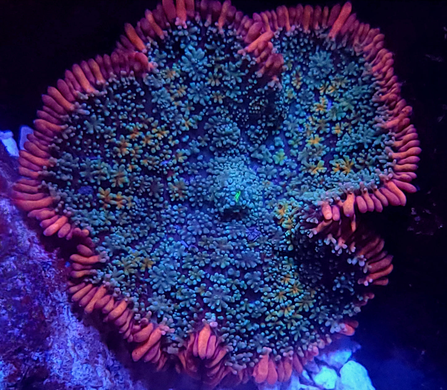 Rainbow Frankenstein Mushroom