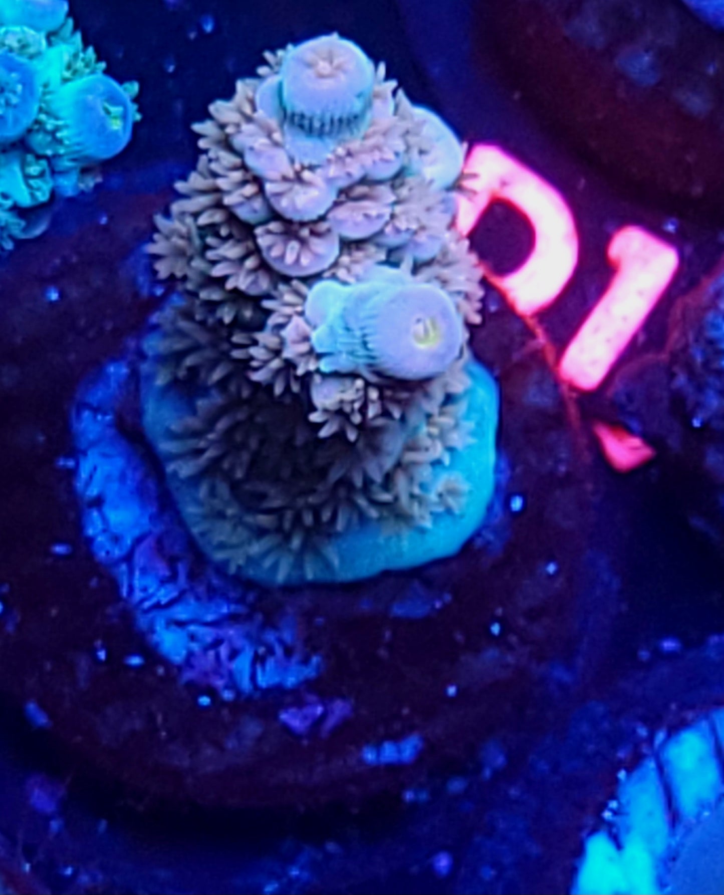 DBC Gummy Bear