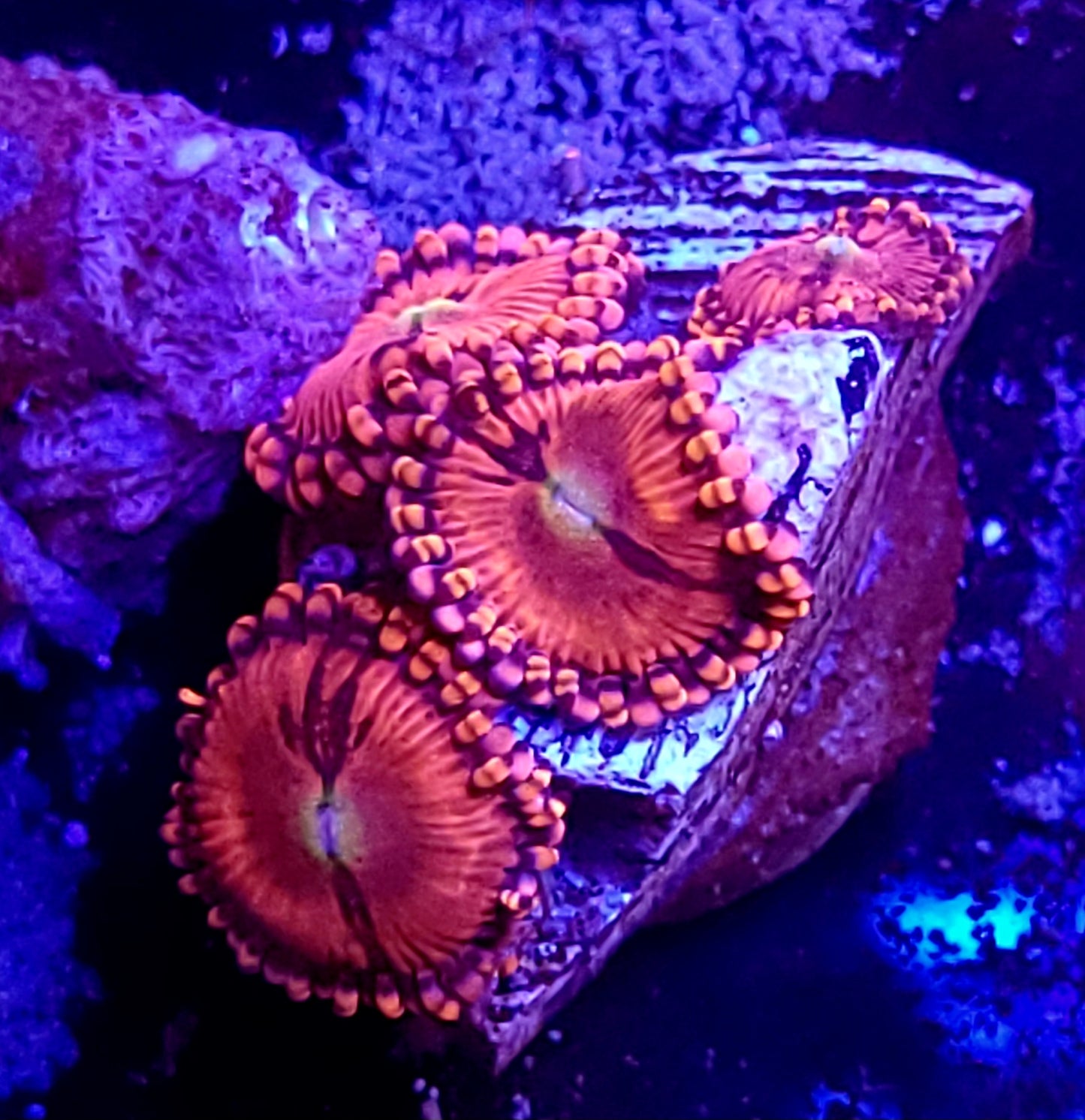 Playboy bunny zoas