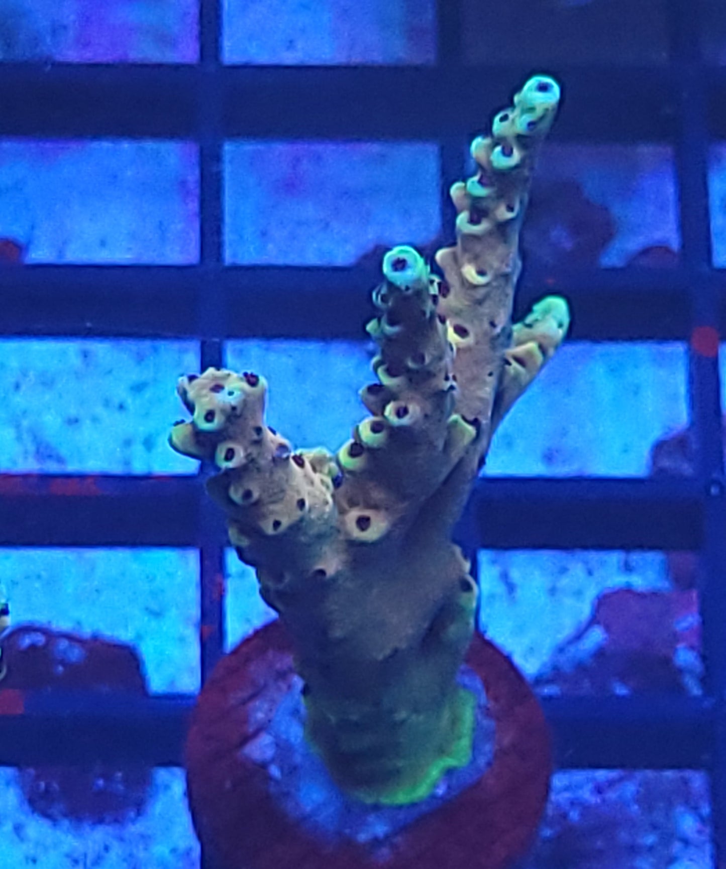 Pink caddy - xl frag