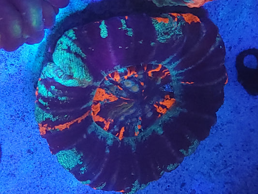 Large warpaint scoly
