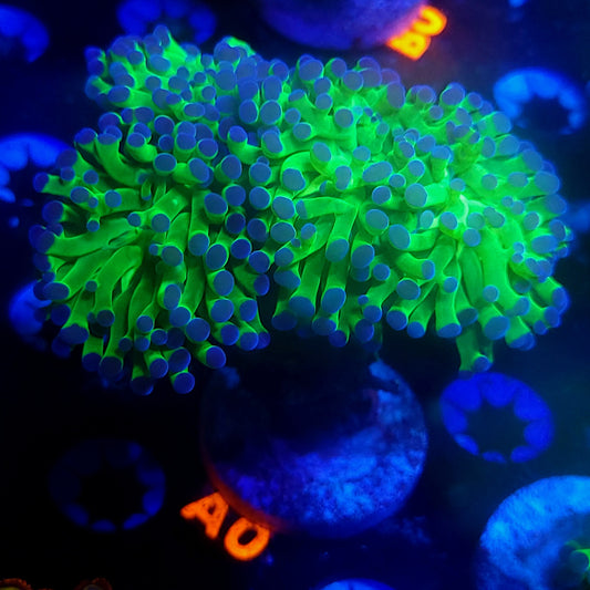 Frammer - multi head