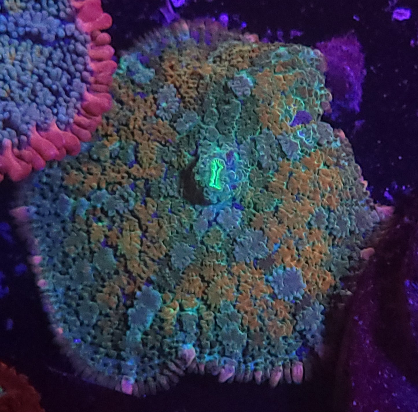 Rainbow carpet mushroom