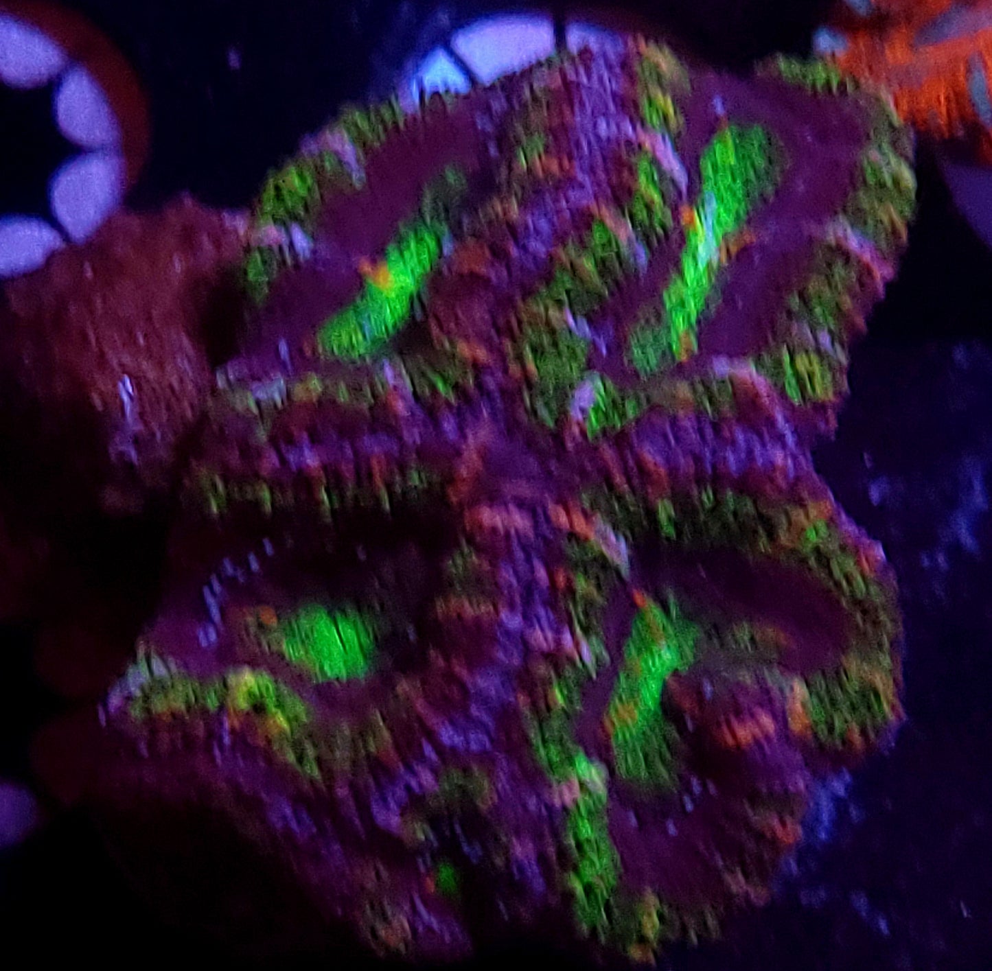 DBC UFO acan
