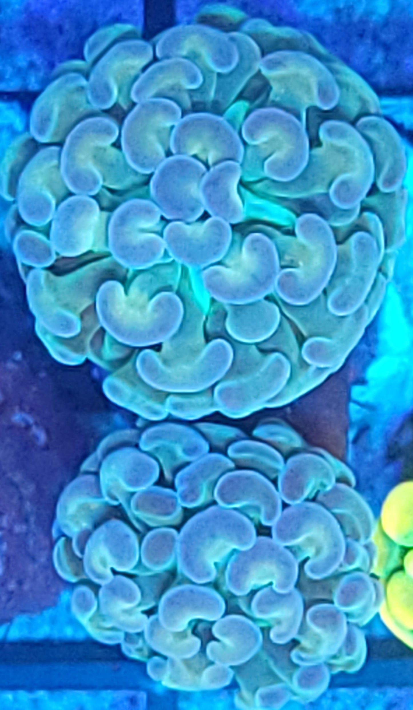 Hologram hammer double
