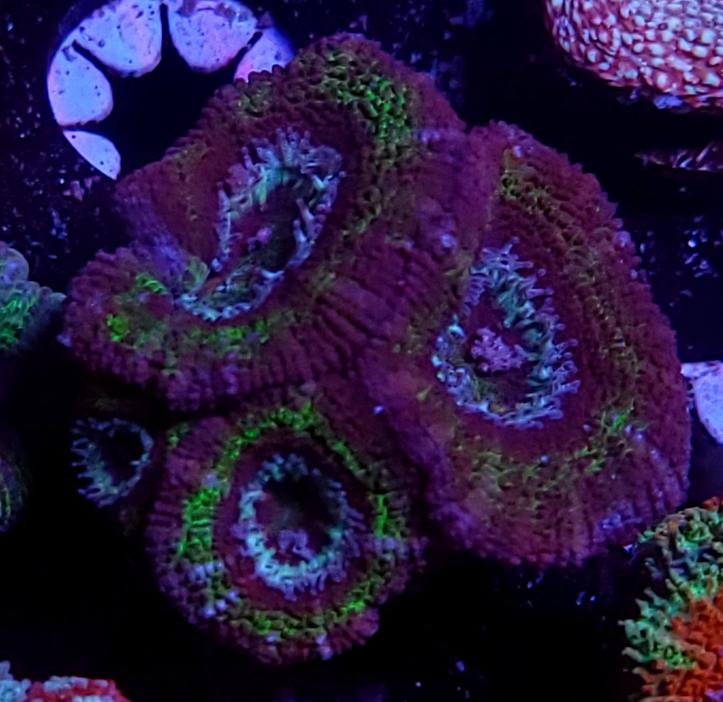 Grape Ape acan