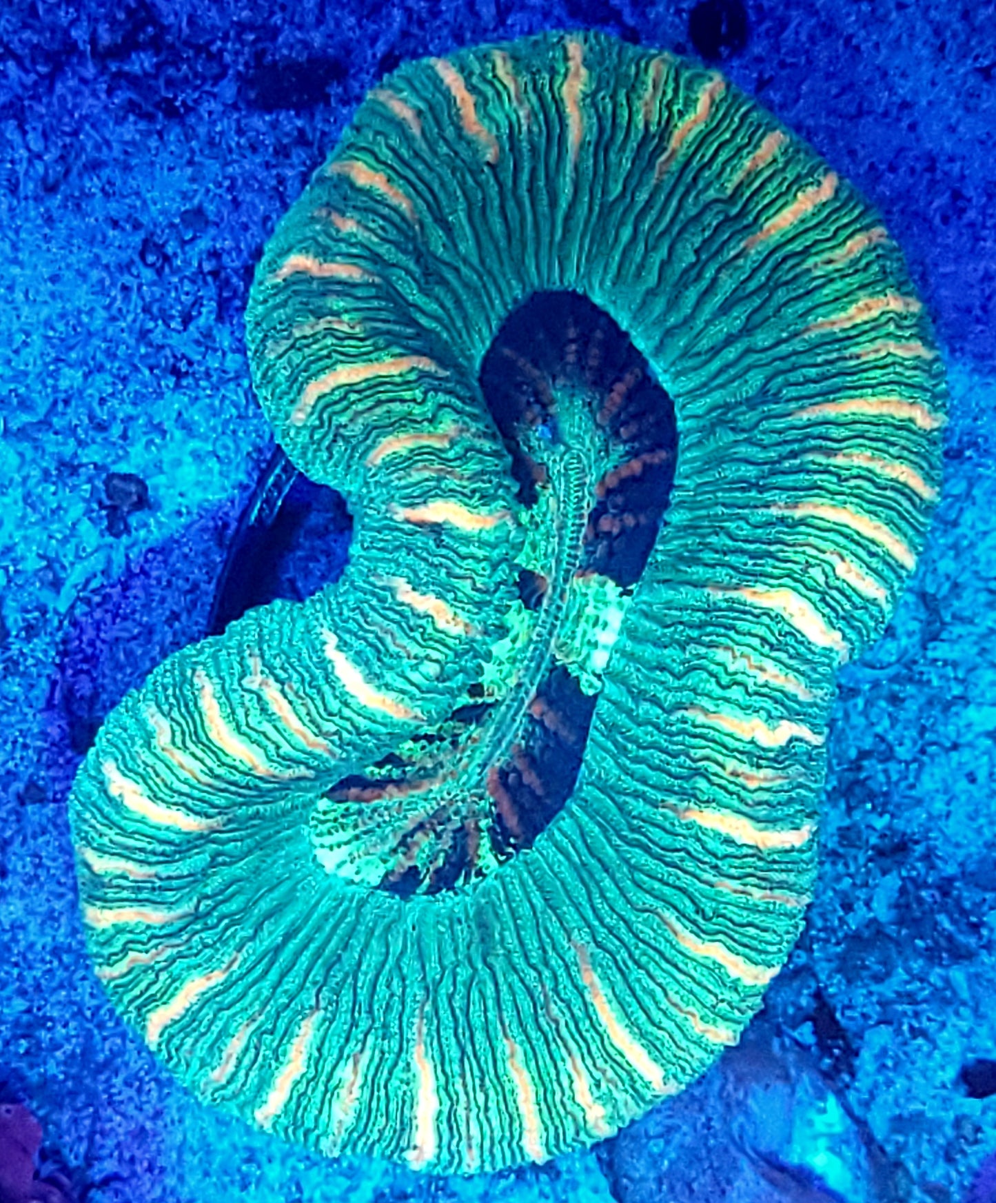 Striped trachy