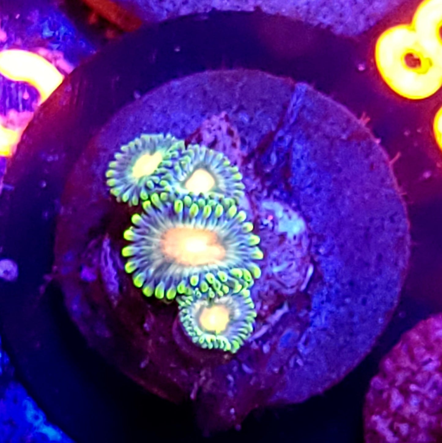 Zoa plug