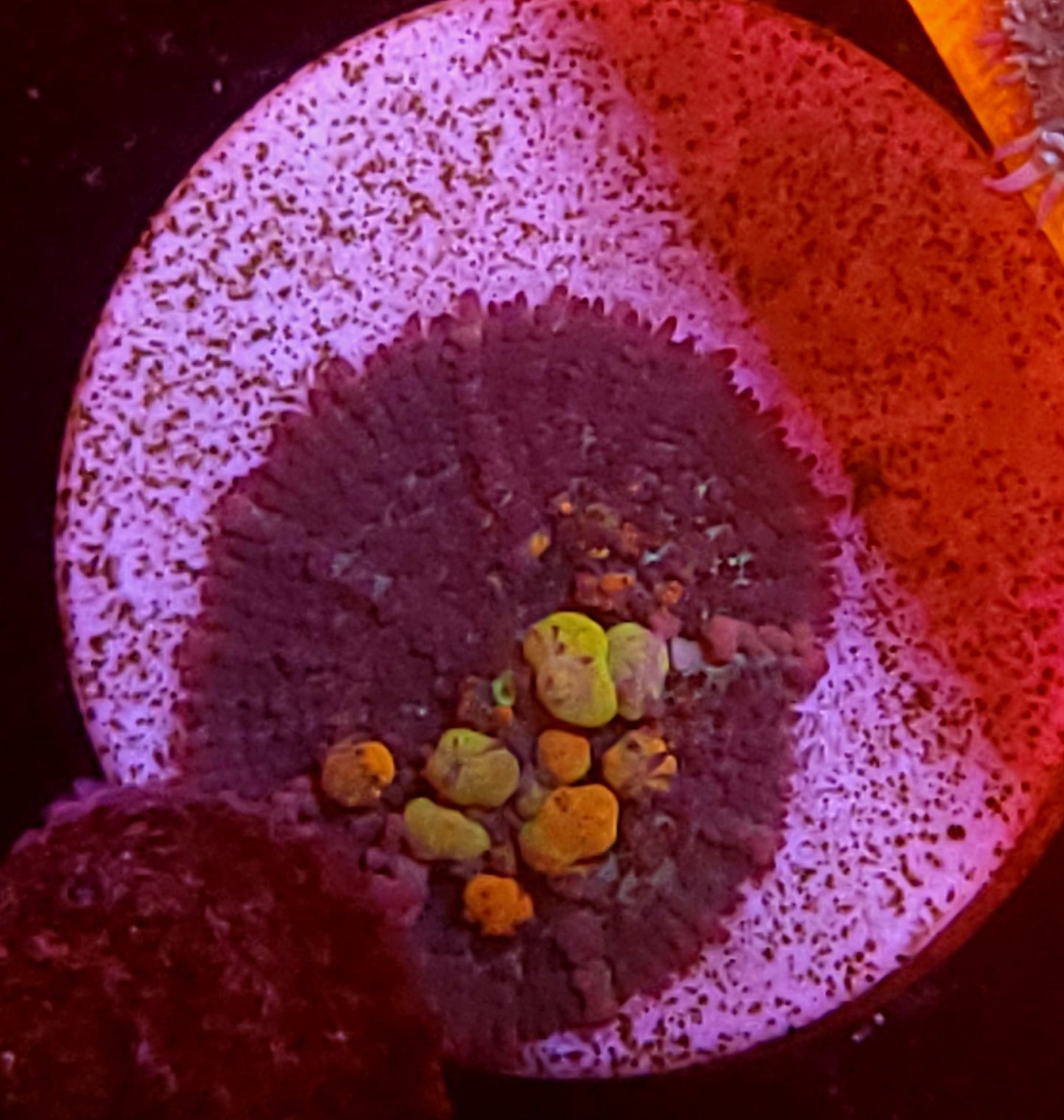 OG bounce mushroom