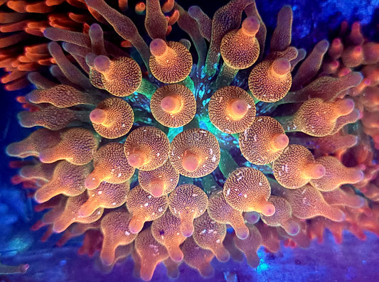 Acid Wash Anemone