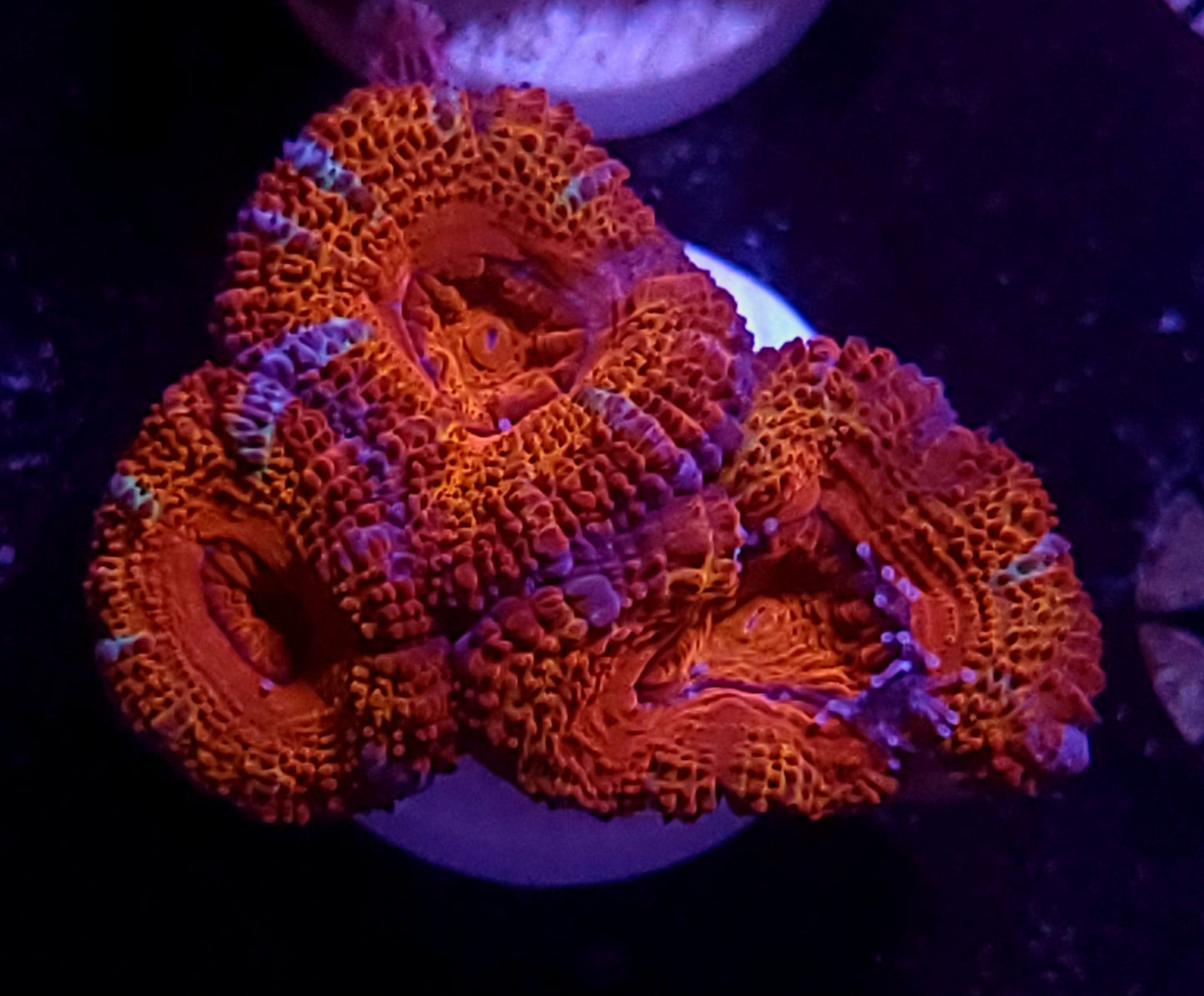 DBC Cherry Acan