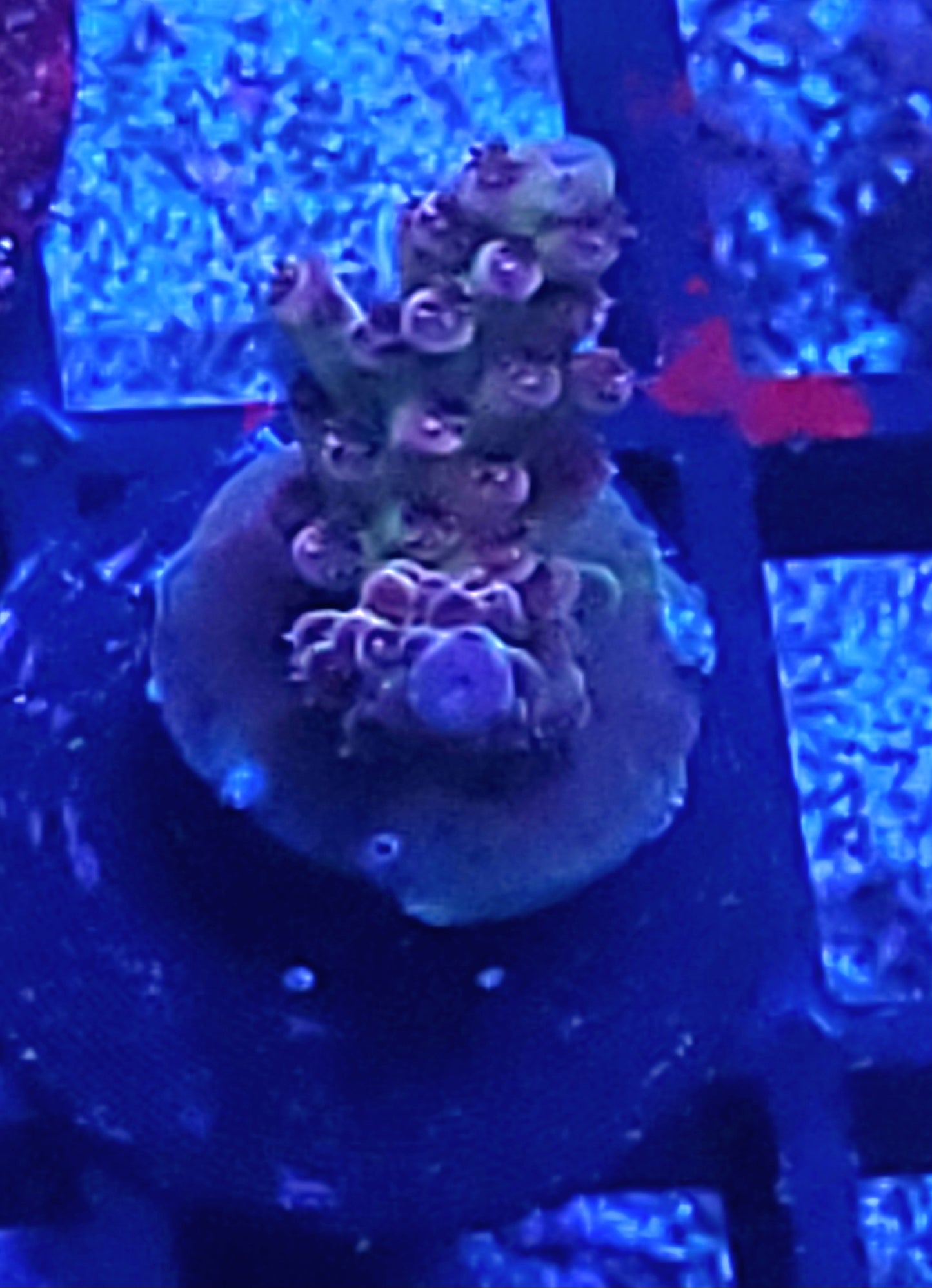 Monkey Nutz acro