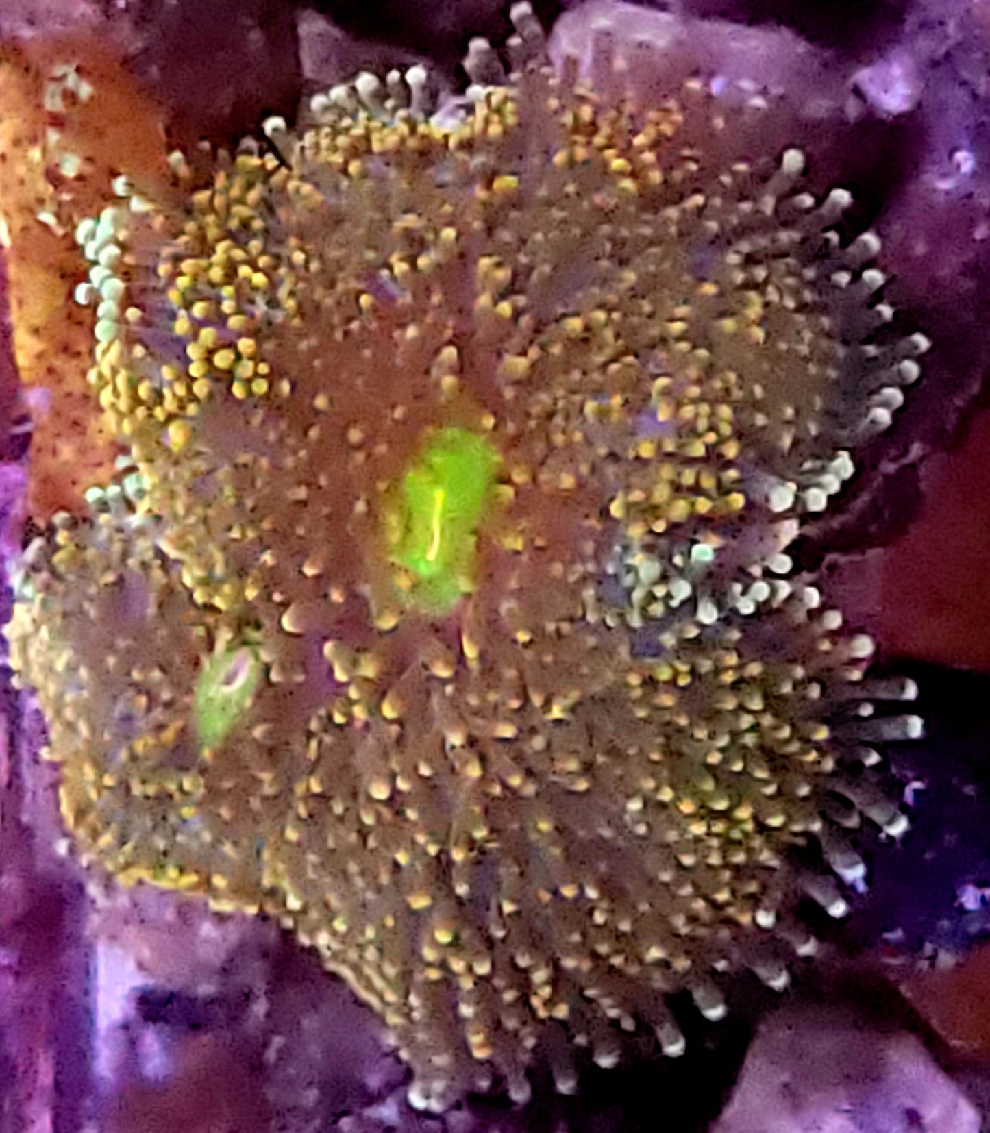 Yellow ricordia - 2 mouths