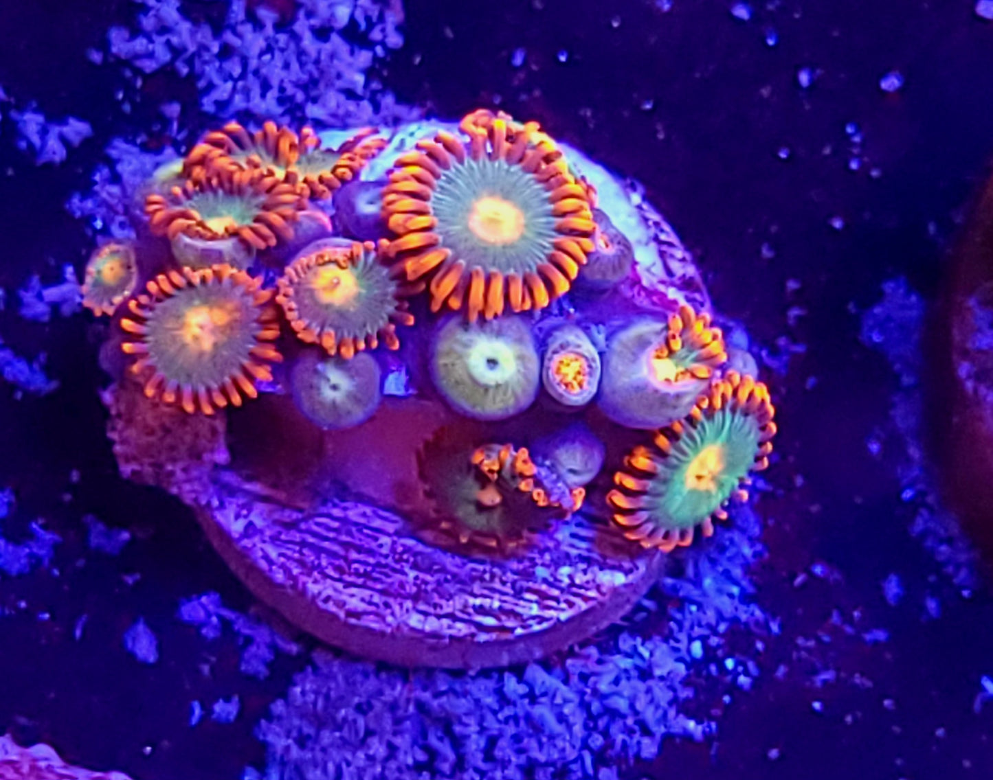 Gatorade zoas