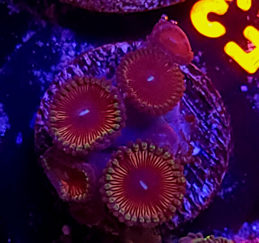 Zoa plug
