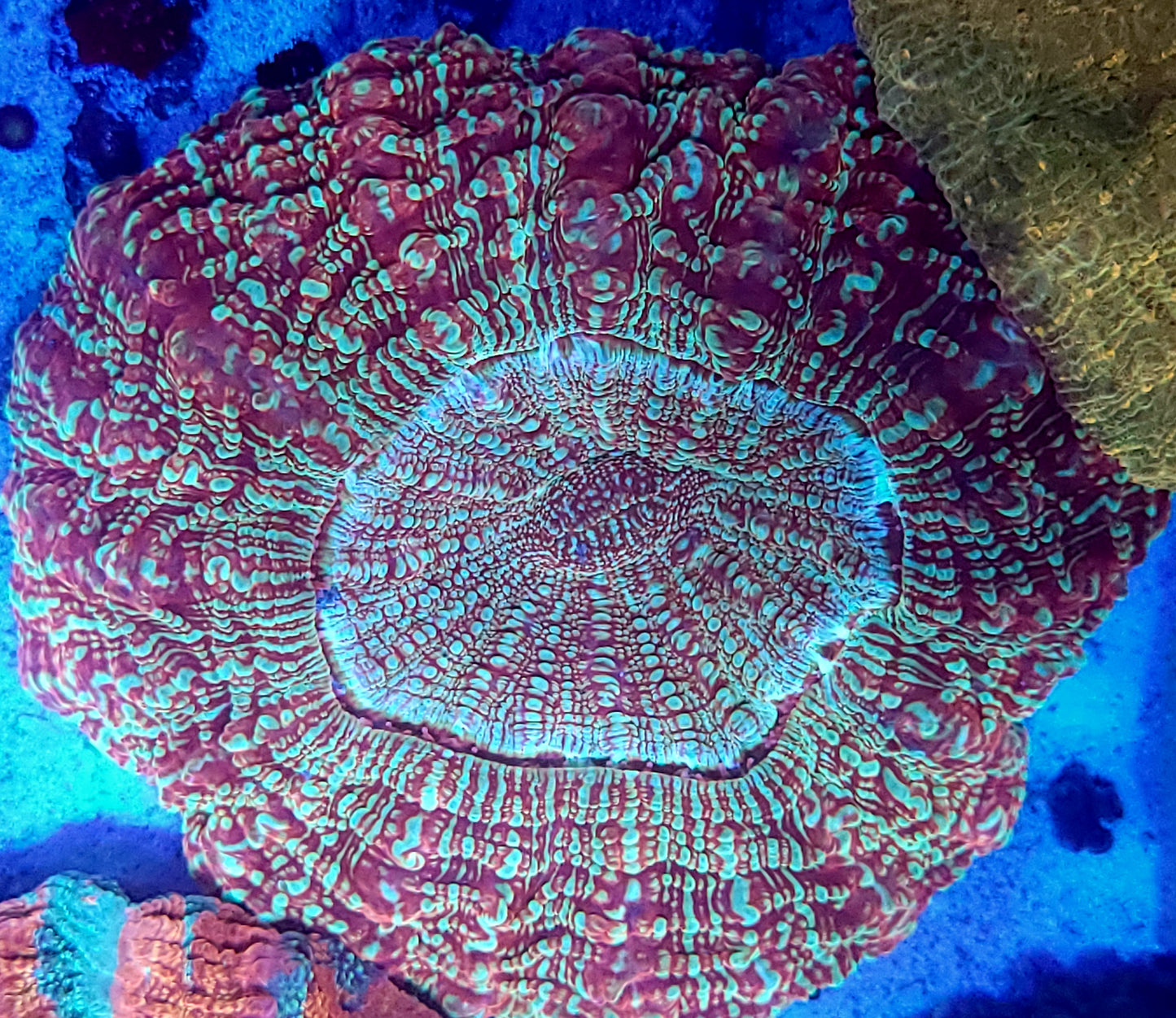 Glitter acantho