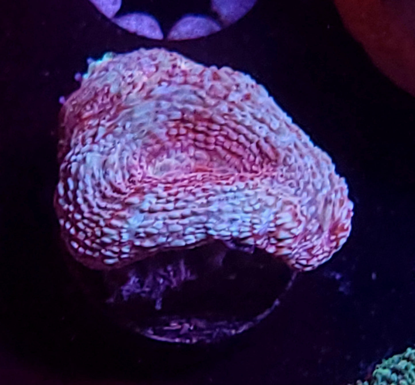 Strawberry swirl bower