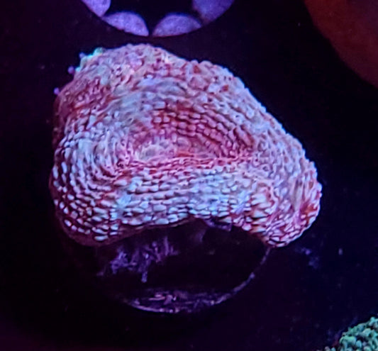Strawberry swirl bower