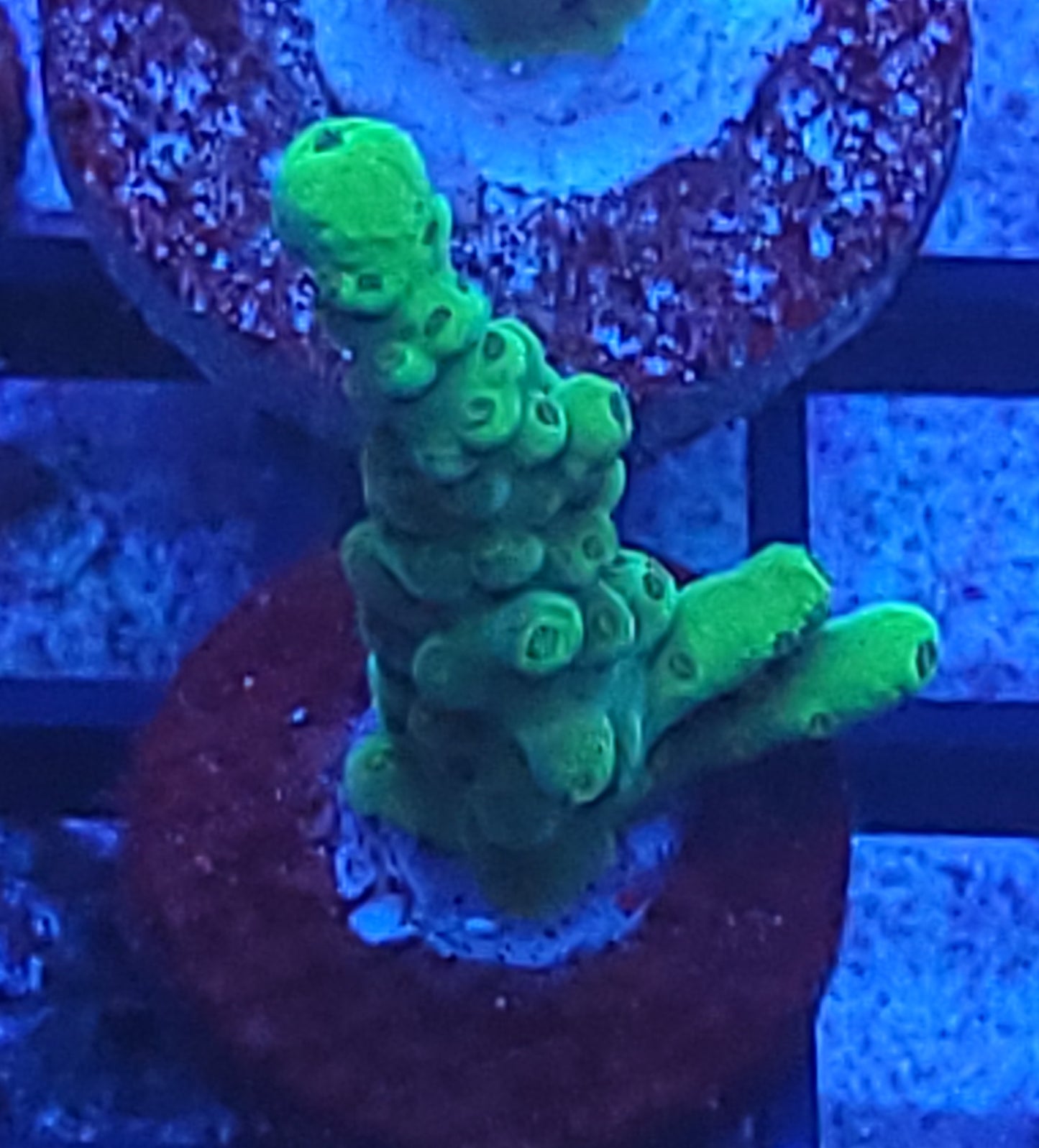 Poletti yellow tip