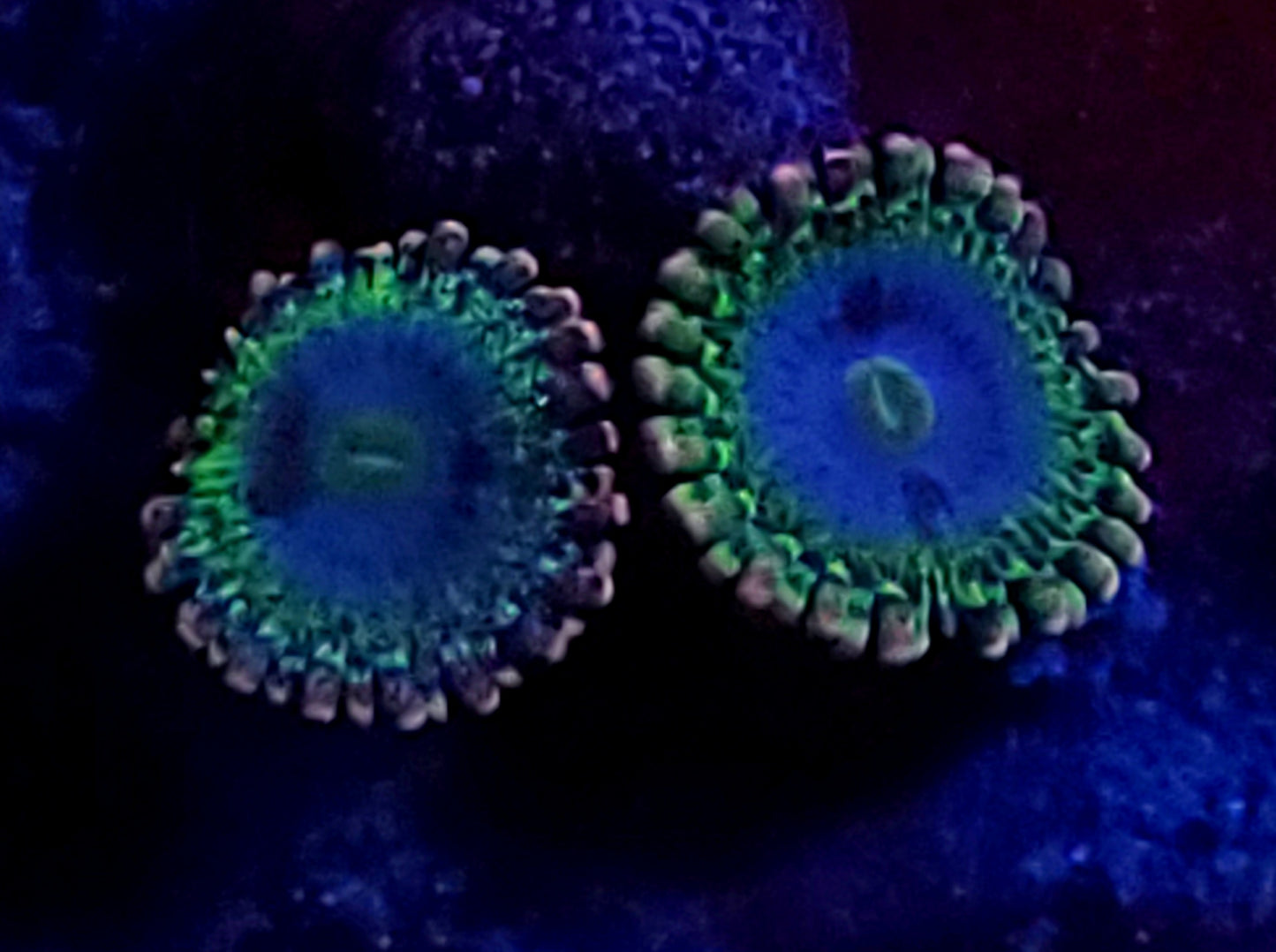 Rainbow Rhino zoa