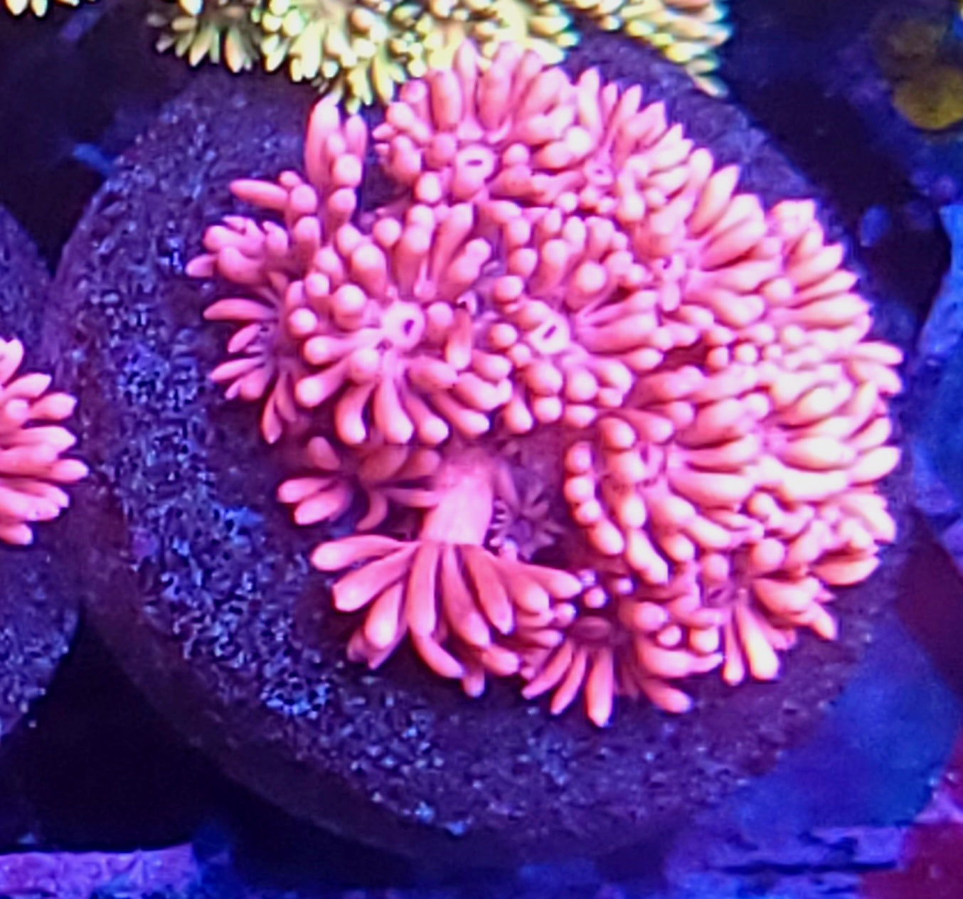 DBC Stinky Pinky Goni