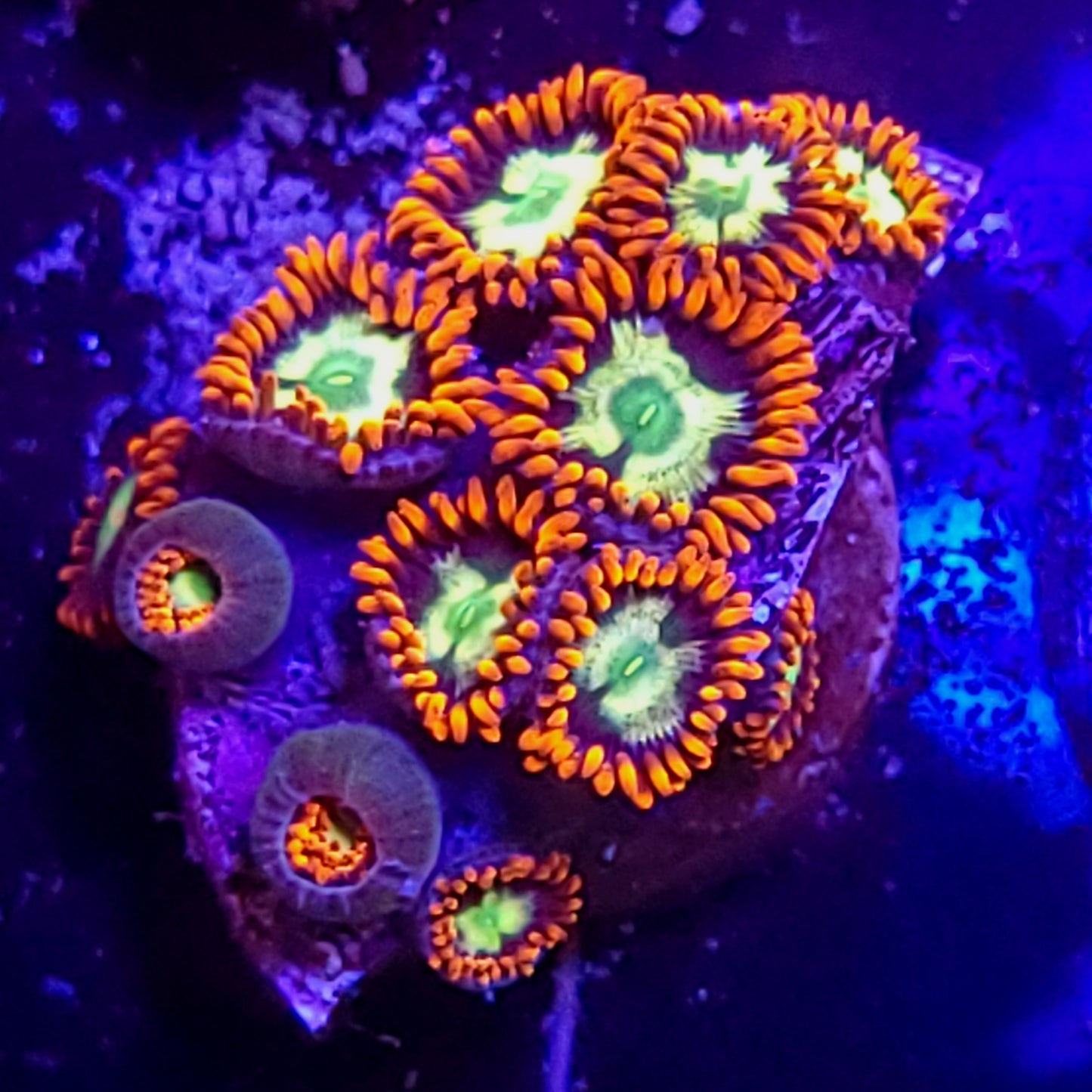 Fire and ice zoas