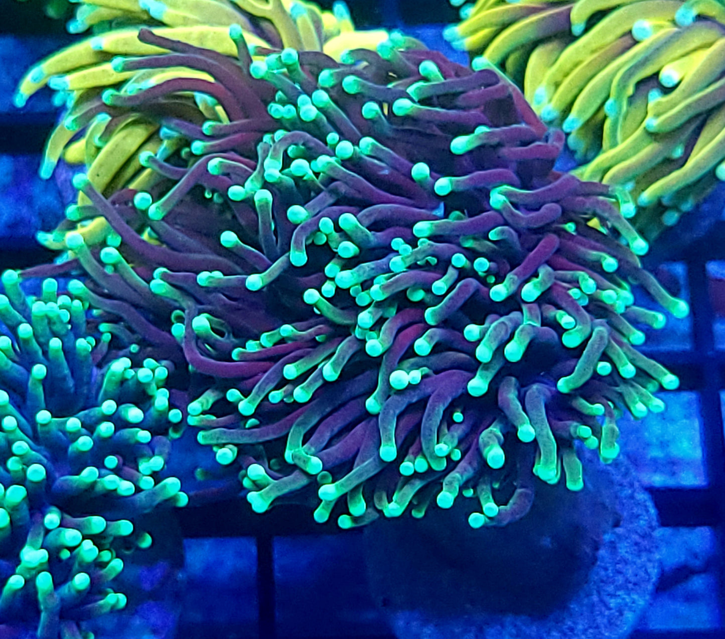 Aussie Torch