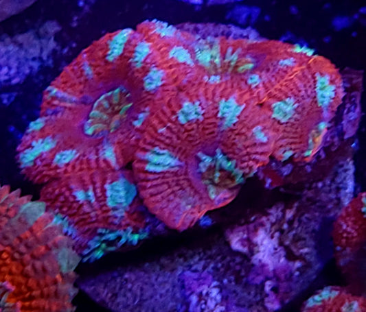 Candy Cane Acan