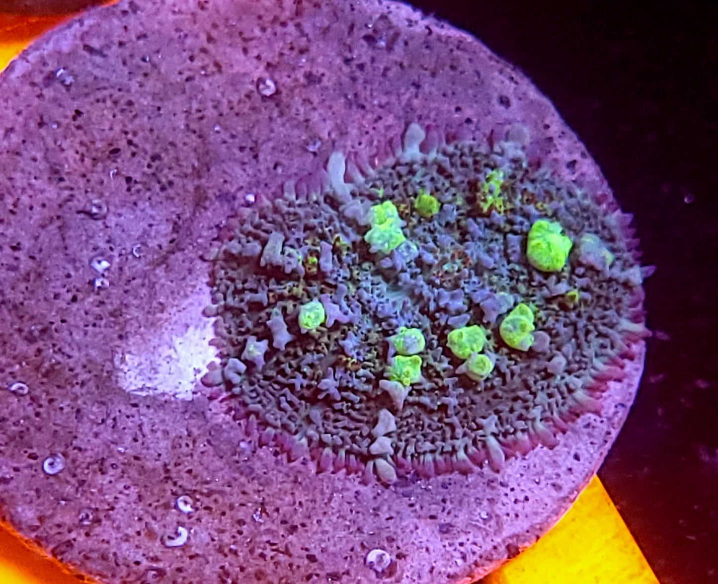 Circus bounce mushroom