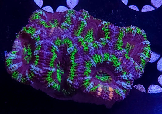 DBC UFO acan