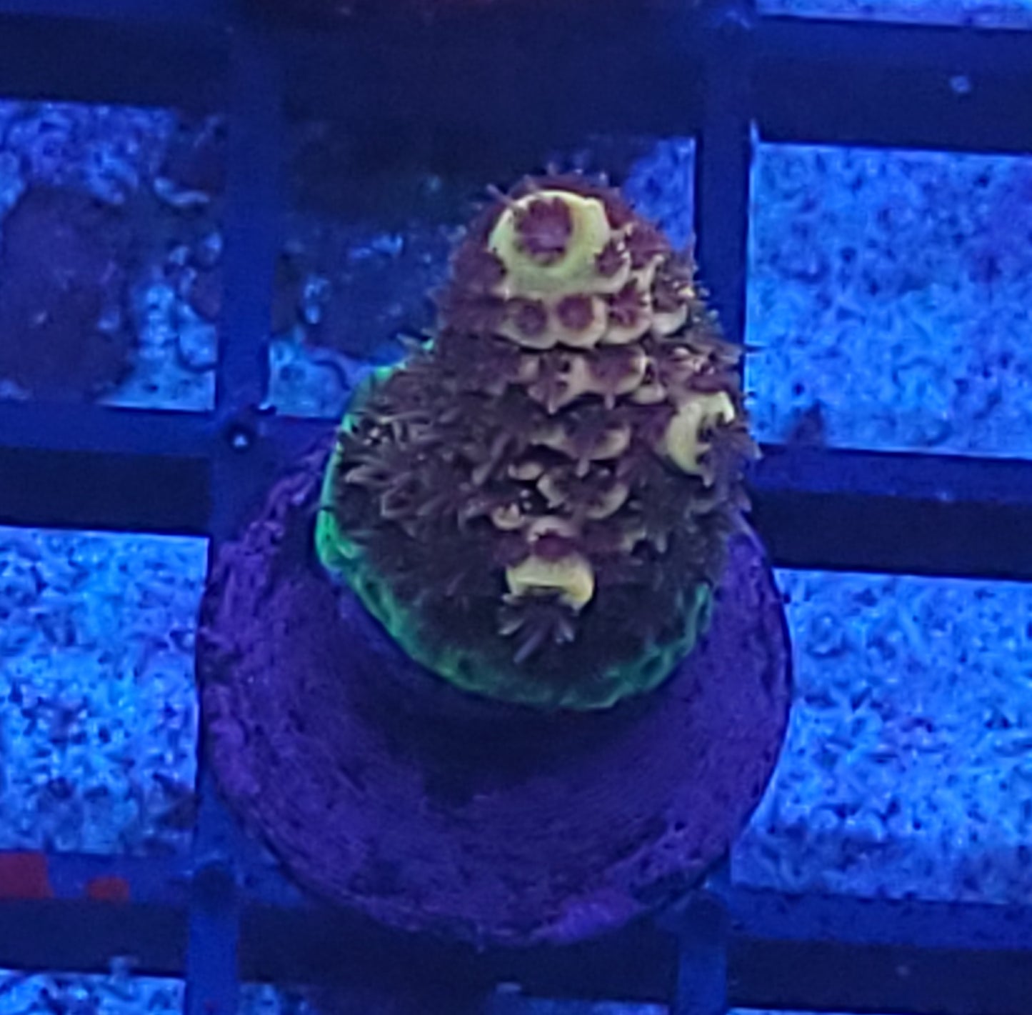 Fuzzy navel acro