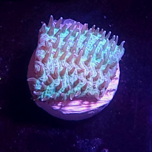 Tongue coral