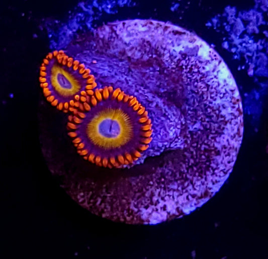 Blue eyed blonde zoas