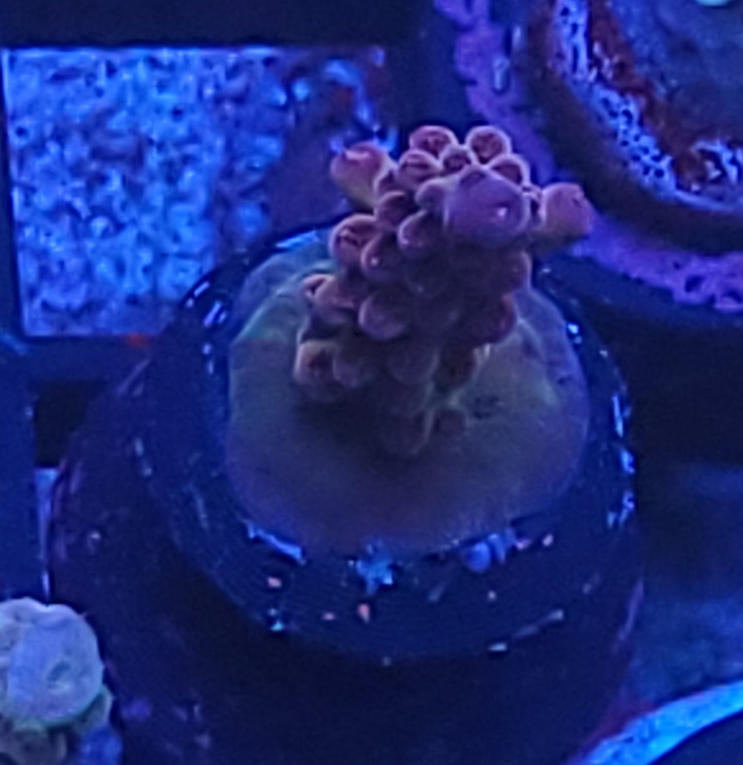 Acro