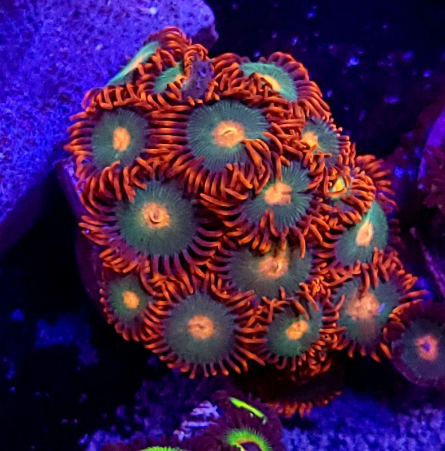 Gatorade zoas