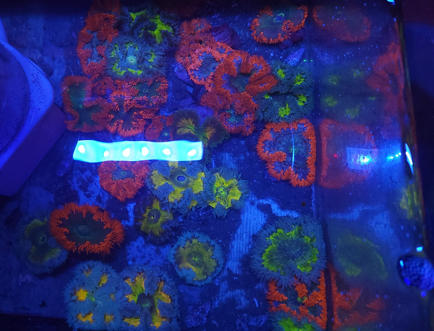 Rock Flower - 5 pack