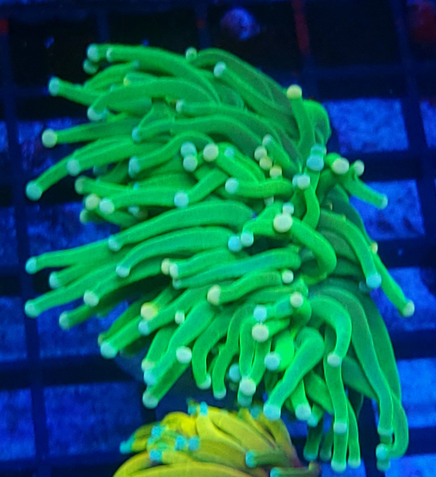 Hulk torch