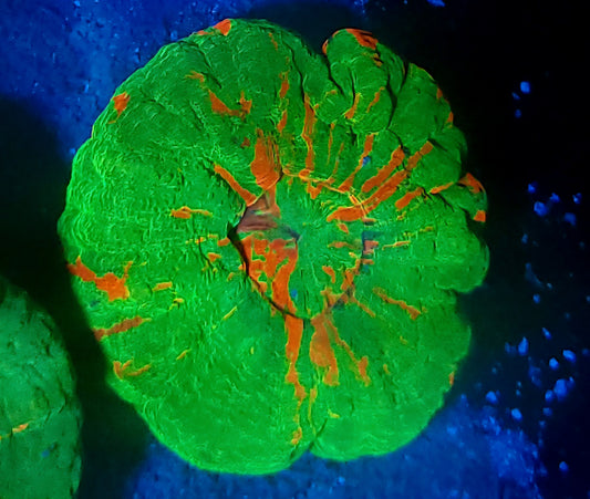 Bleeding Apple Scoly