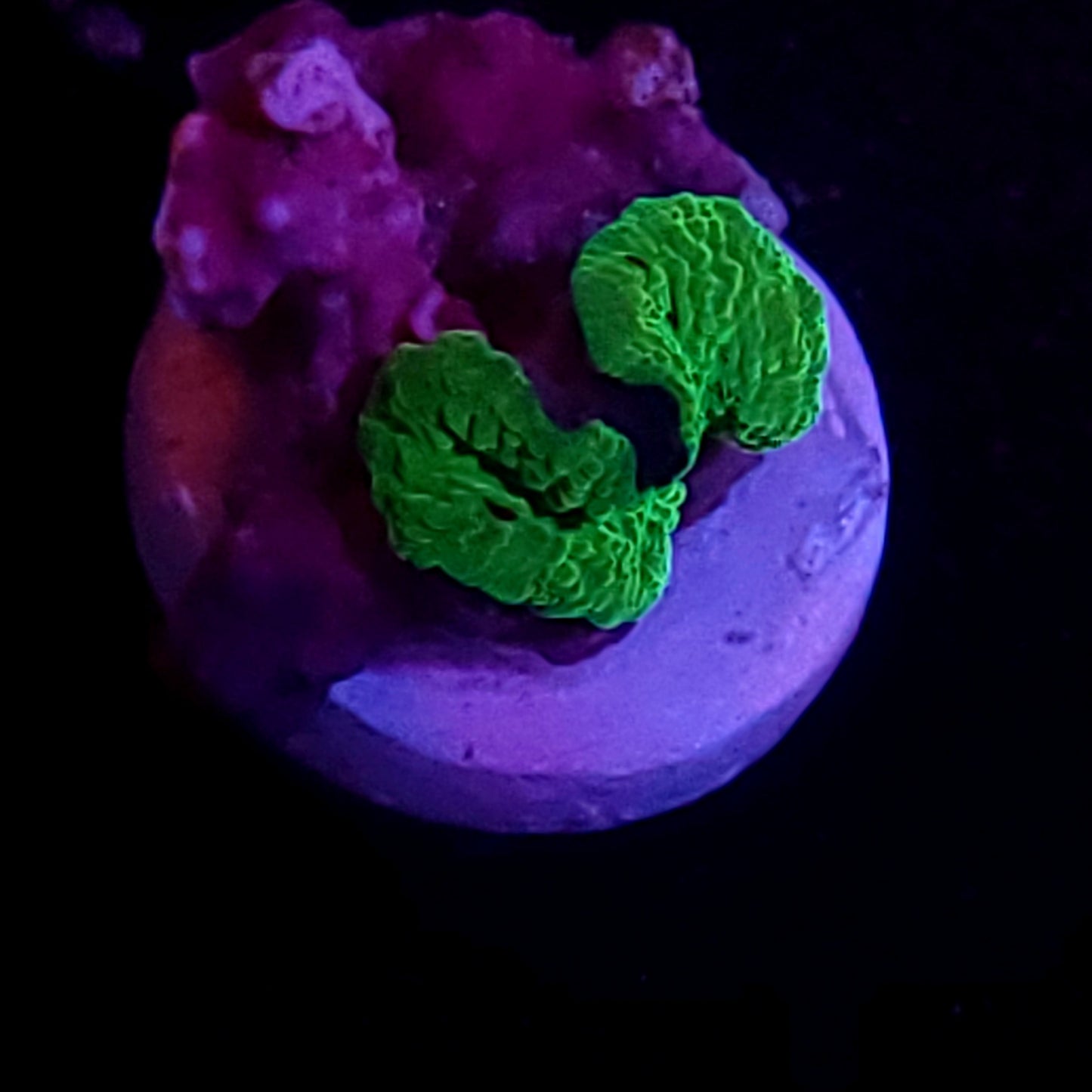Electus jawbreaker