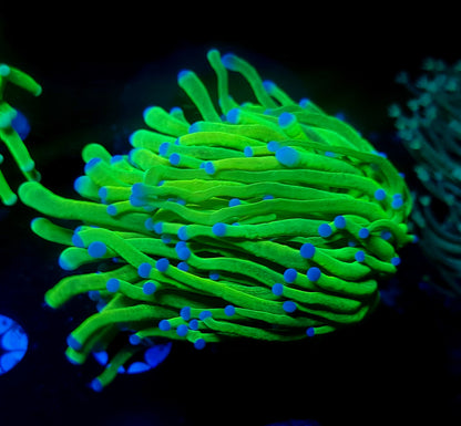 Glitter Holy Grail Torch