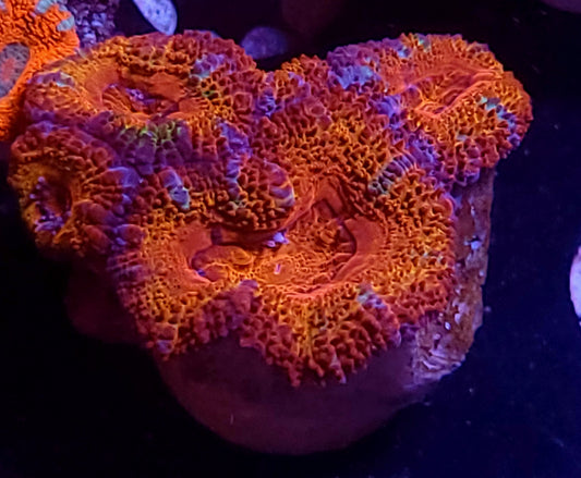 DBC Cherry Acan