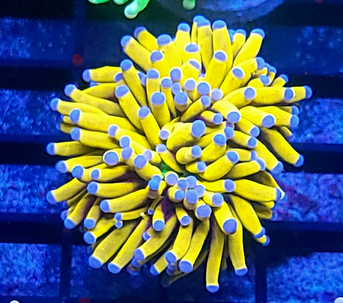 Banana Grail - green mouth