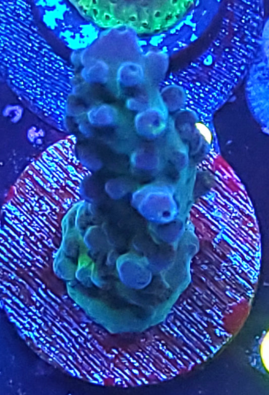 Cali Tort