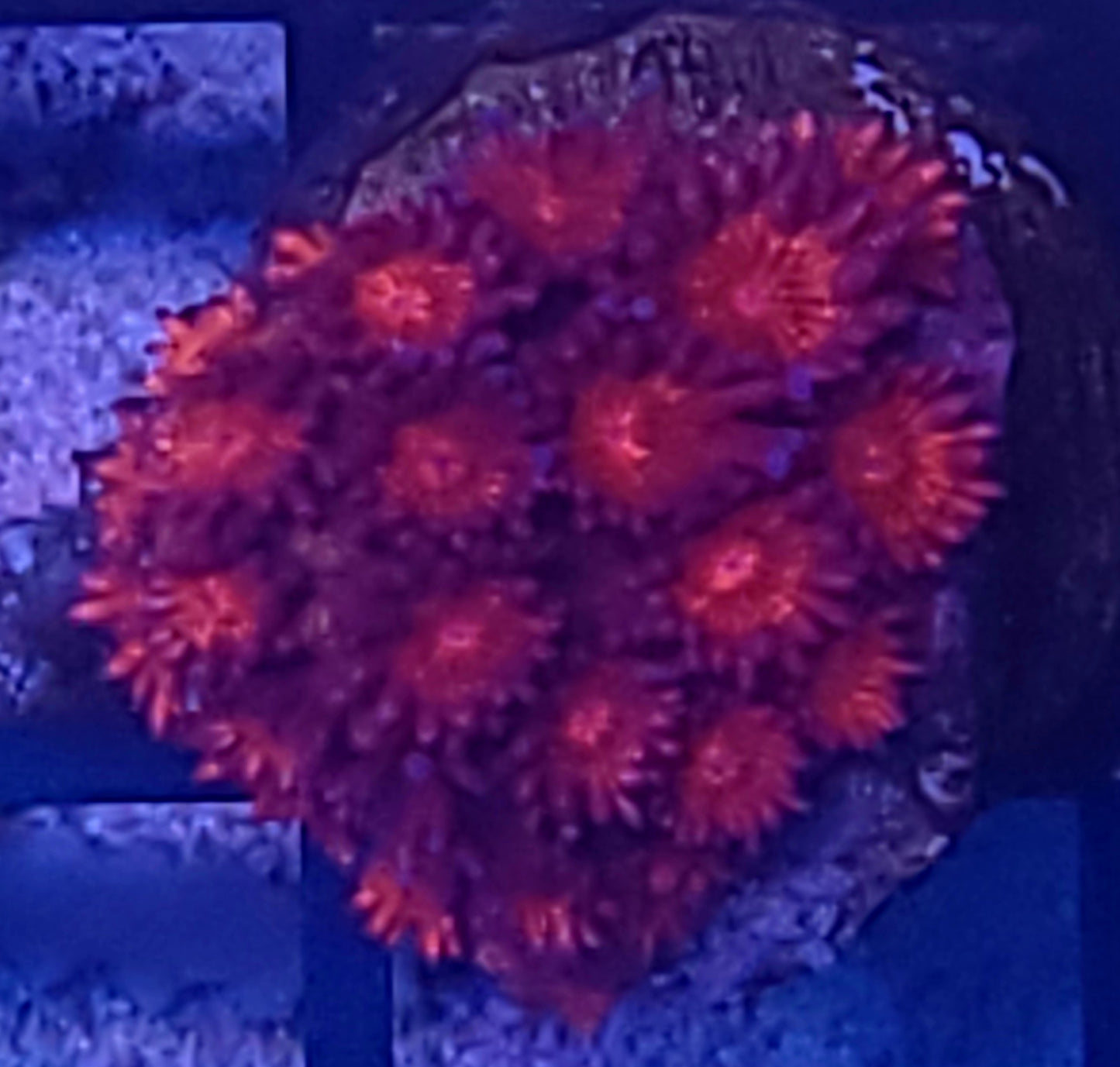 Red glitter goni