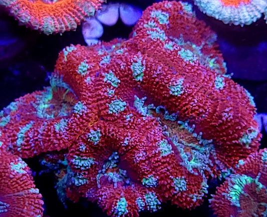 Candy Cane Acan