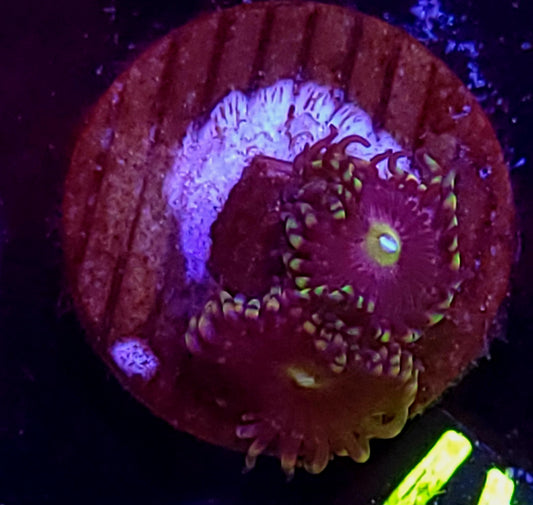Bozo birthday zoas