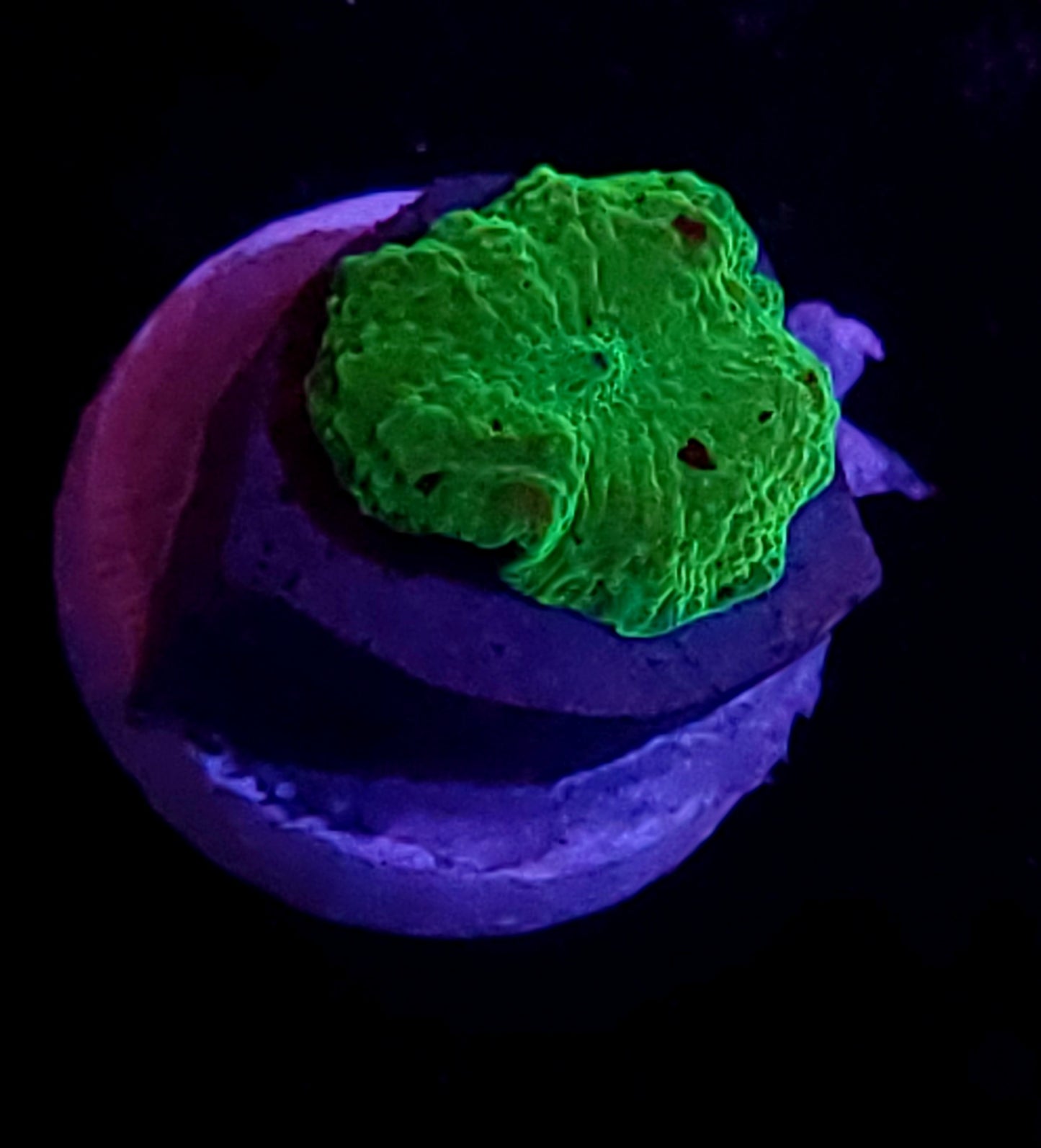 Electus jawbreaker